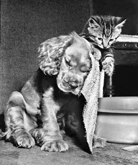Towel: Susi - with towel and kitten