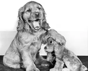 Replica: Susi - with toy spaniel