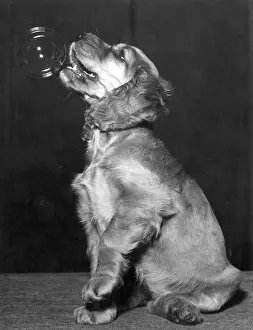 Bubble: Susi - trying to eat a bubble