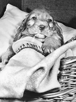 Wickerwork: Susi - tucked up in her basket