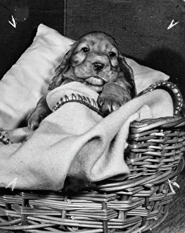 Wickerwork: Susi - tucked up in her basket