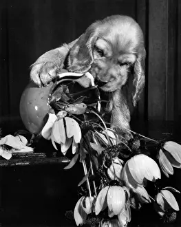 Messy: Susi - with upset vase of flowers