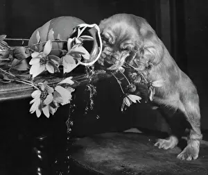 Mischief: Susi - upsetting a vase of flowers