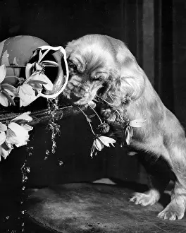 Mischief: Susi - upsetting a vase of flowers