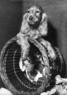 Wickerwork: Susi - with upturned basket