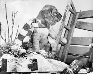 Sledge: Susi - with upturned sled in the snow