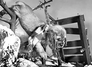 Sledge: Susi - with upturned sled in the snow