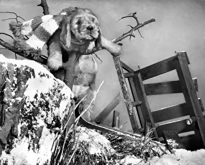 Sledge: Susi - with upturned sled in the snow