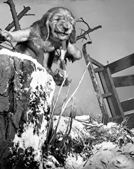 Sledge: Susi - with upturned sled in the snow