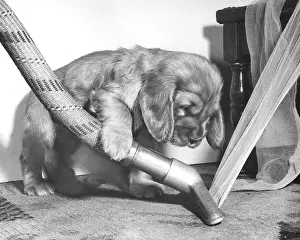 Housework: Susi - with vacuum cleaner