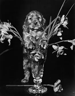 Daffodils: Susi - with vase of daffodils