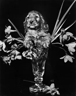 Daffodils: Susi - with vase of daffodils