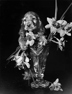 Daffodils: Susi - with vase of daffodils