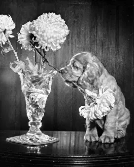 Arrangement: Susi - with a vase of flowers