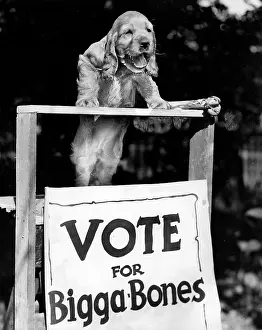 Bigger: Susi - Vote for Bigga Bones