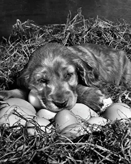Incubation: Susi - waiting for eggs to hatch