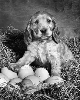 Incubation: Susi - waiting for eggs to hatch
