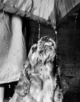 Raining: Susi - walking in the rain under umbrella