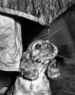 Raining: Susi - walking in the rain under umbrella