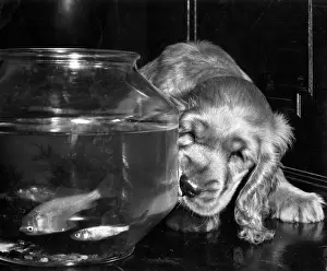 Goldfish: Susi - watching goldfish in a bowl
