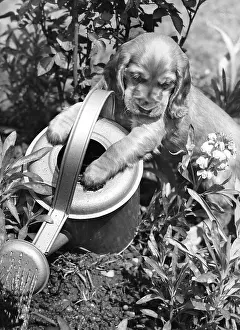 Watering: Susi - with watering can