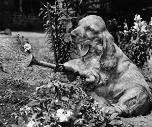 Watering: Susi - with watering can