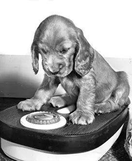 Weighing: Susi - weighing herself