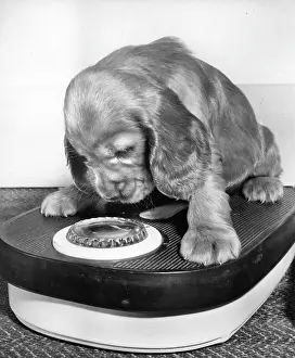 Weighing: Susi - weighing herself
