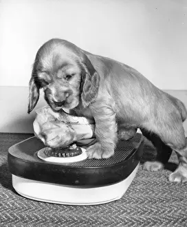 Weighing: Susi - weighing a bone on scales