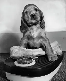 Weighing: Susi - weighing a bone on scales