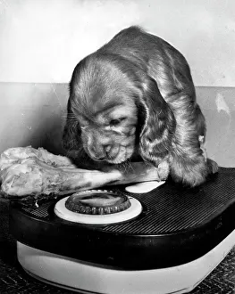 Weighing: Susi - weighing a bone on scales