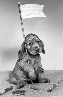 Catharine: Susi - with white flag and fireworks