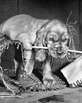 Wickerwork: Susi - in wickerwork basket