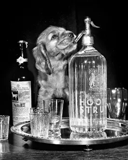Whisky: Susi - working a soda syphon