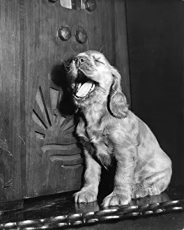 Yawn: Susi - yawning