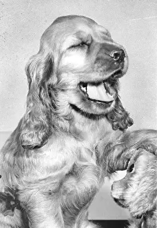 Yawn: Susi - yawning