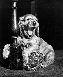 Bored: Susi - yawning
