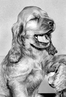 Yawn: Susi - yawning