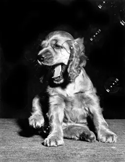 Spaniels: Susi - yawning