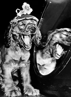 Yawn: Susi - yawning next to a mirror