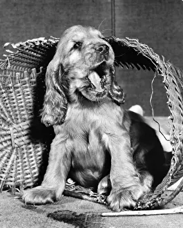 Wickerwork: Susi - yawning in wickerwork basket
