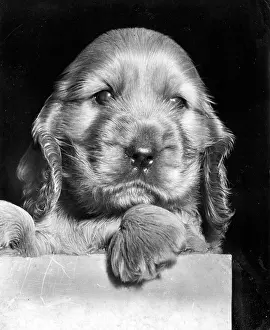 Spaniels: Susi - as a very young puppy