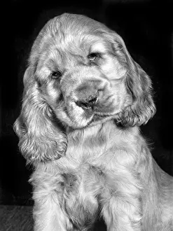 Spaniels: Susi - as a young puppy