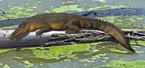 Alligator: Susisuchus anatoceps, a small crocodyliform from the Early ?