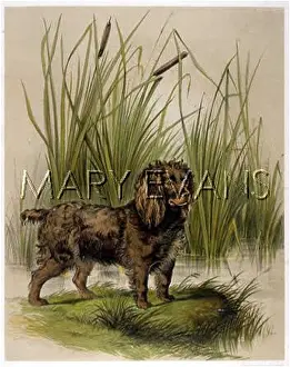 Bullrushes: SUSSEX SPANIEL (ANON)
