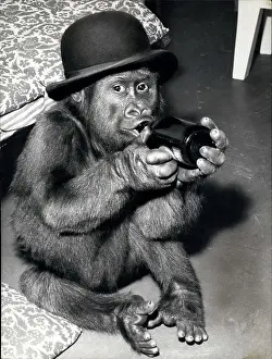 Susy: Susy, monkey, drinking alcohol, Berlin Zoo, Germany