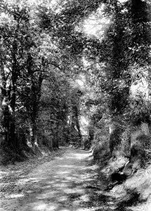 Gander: Sutton, Gander Green Lane 1903