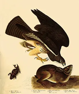 Buteo: Swainson's Hawk, Buteo swainsoni