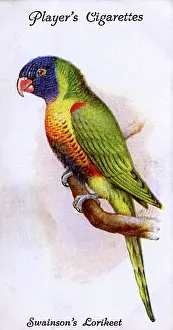 Swainson: Swainson's Lorikeet