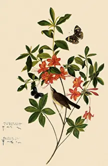 Azalea: Swainson's Warbler
